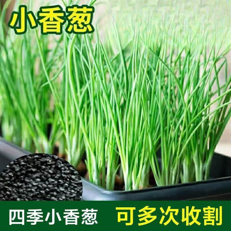 小香葱种四季种小葱阳台室内盆栽葱种家庭菜种活庭院