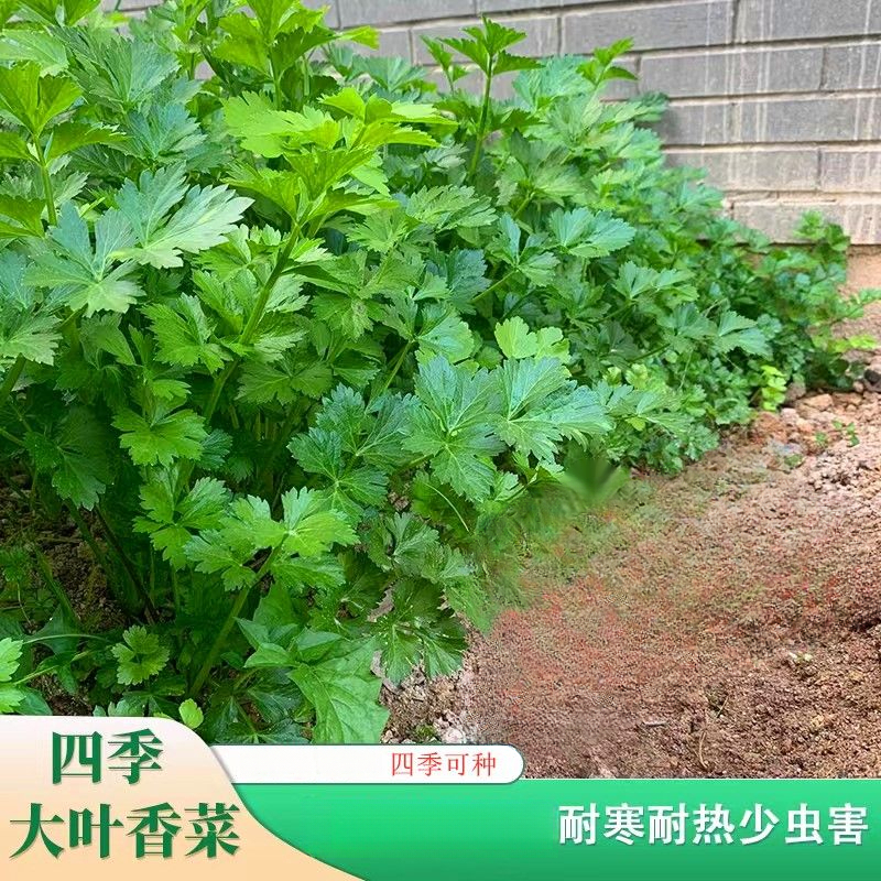 香菜种子大全农家盆栽苗大叶芫荽种籽四季食用香菜籽蔬菜种籽种孑