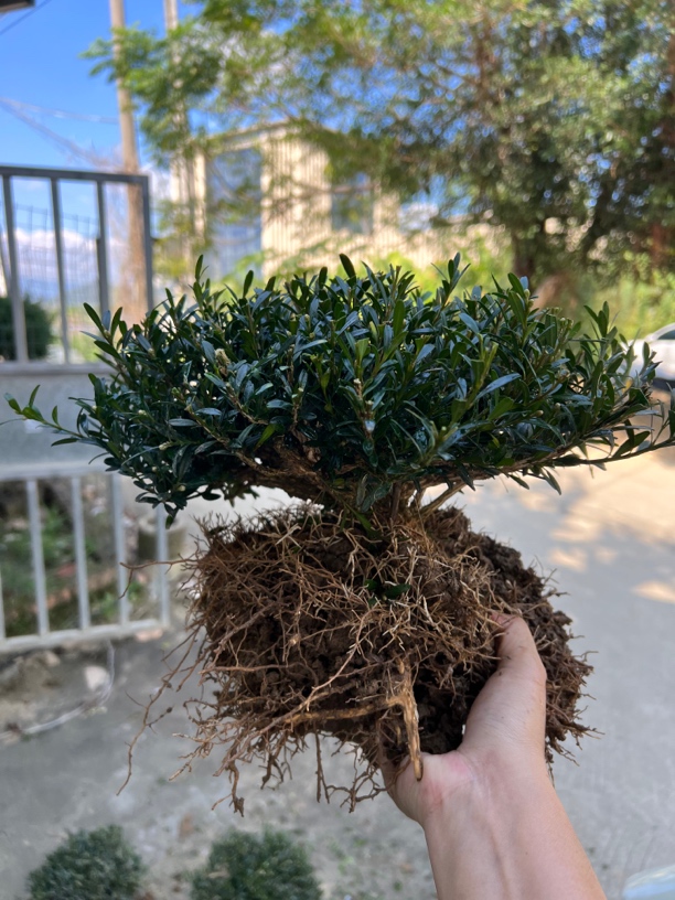 福建皱皮雀舌小叶黄杨