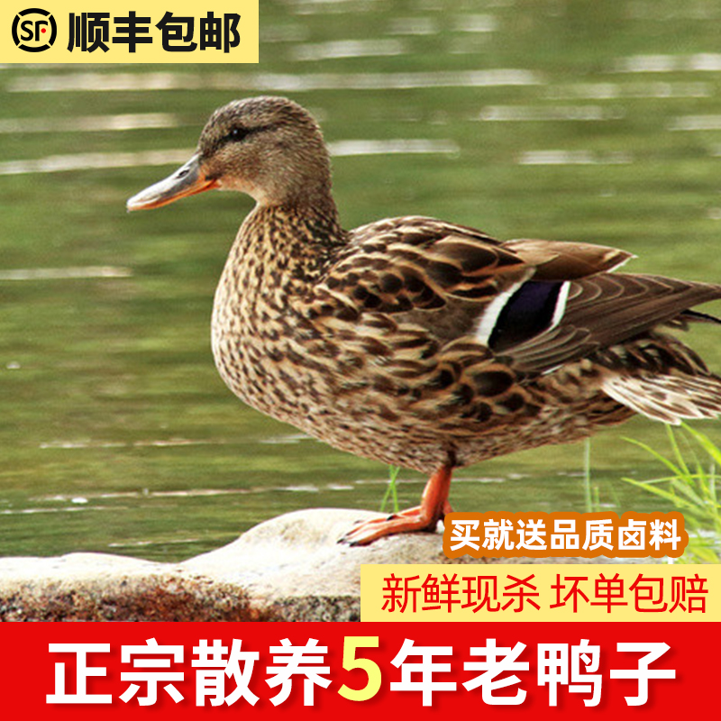 1只4.5斤 老鸭水母鸭 3年土鸭农家散养新鲜现杀 顺丰包邮