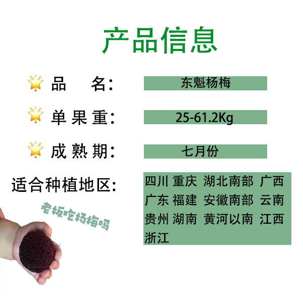 东魁黑炭台梅杨梅树一物一拍所见及所得