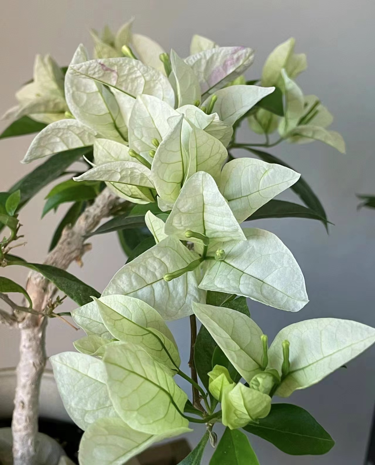 老【金发女郎】室内室外种植好养易活爬藤盆栽花卉--单盆