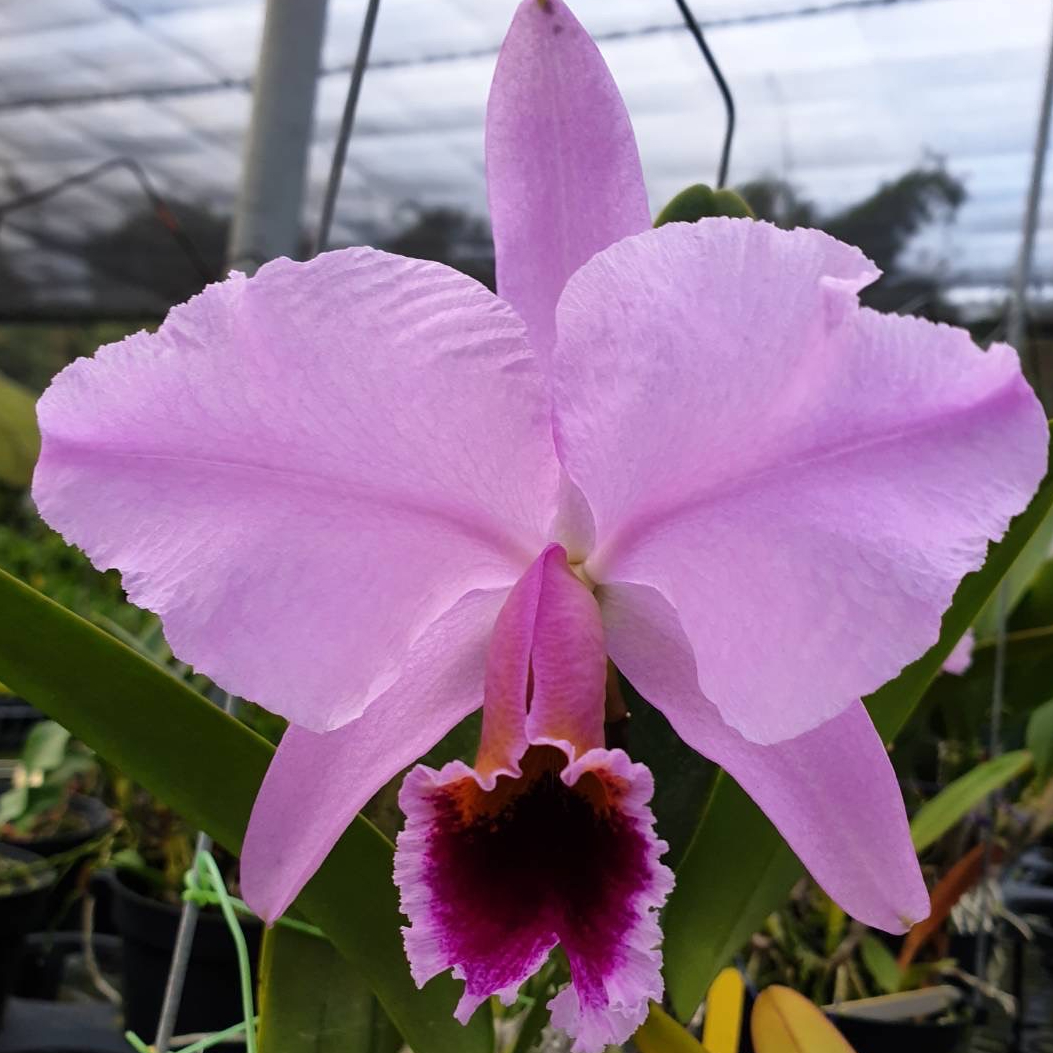 [高品兰业] 原卡特兰 C. percivaliana "dr. pira"  (半成株20盆)