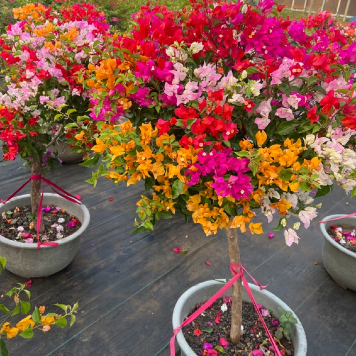 泰国五雀三角梅芥末棒棒糖造型颜色鲜艳勤庭院耐热带花苞盆栽好养