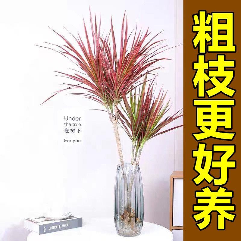 水培好养马尾铁千年木盆栽绿植物七彩铁三色龙血树网红竹办公室内