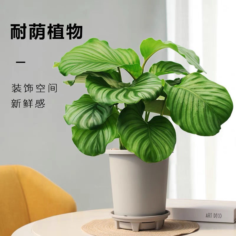 青苹果竹芋盆栽室内水培绿植耐阴好养北欧富贵竹绿萝桌面净化空气