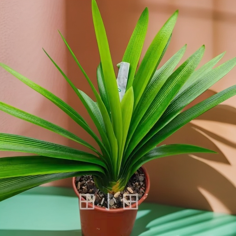 通用链接长春君子兰基地精品国兰裸根发货直播间福利