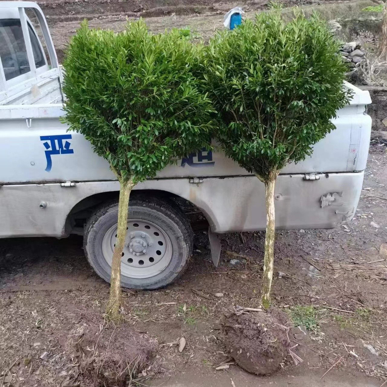 雀舌黄杨四季常青