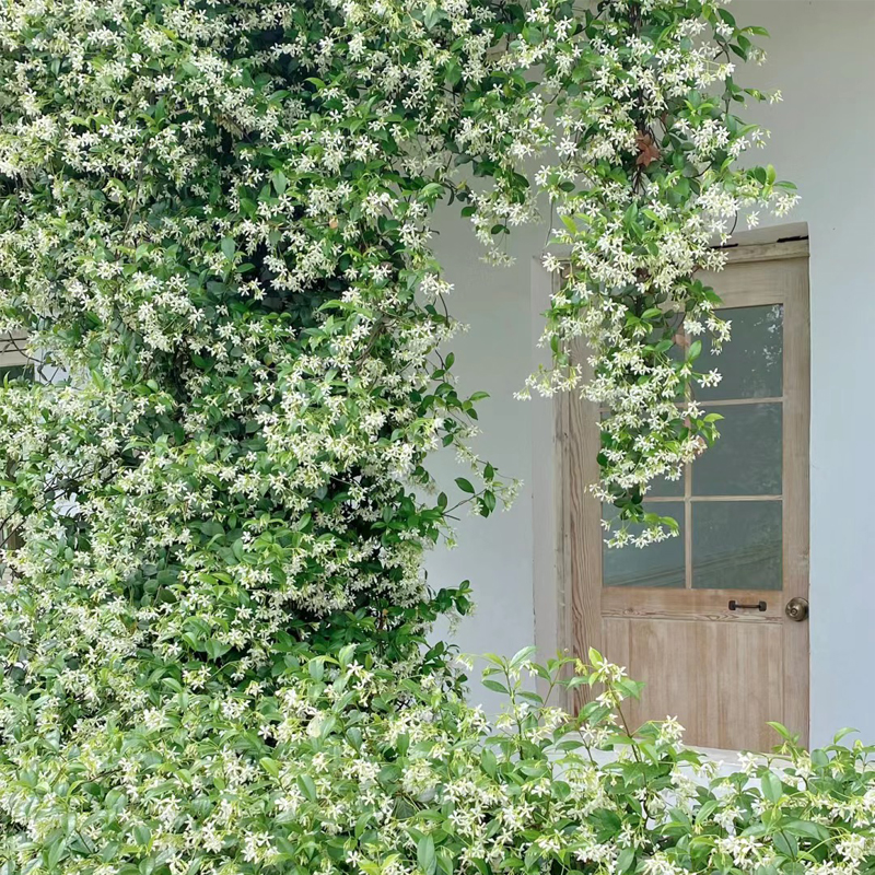 风车茉莉盆栽花苗络石藤浓香四季常青植物阳台庭院耐寒垂丝茉莉