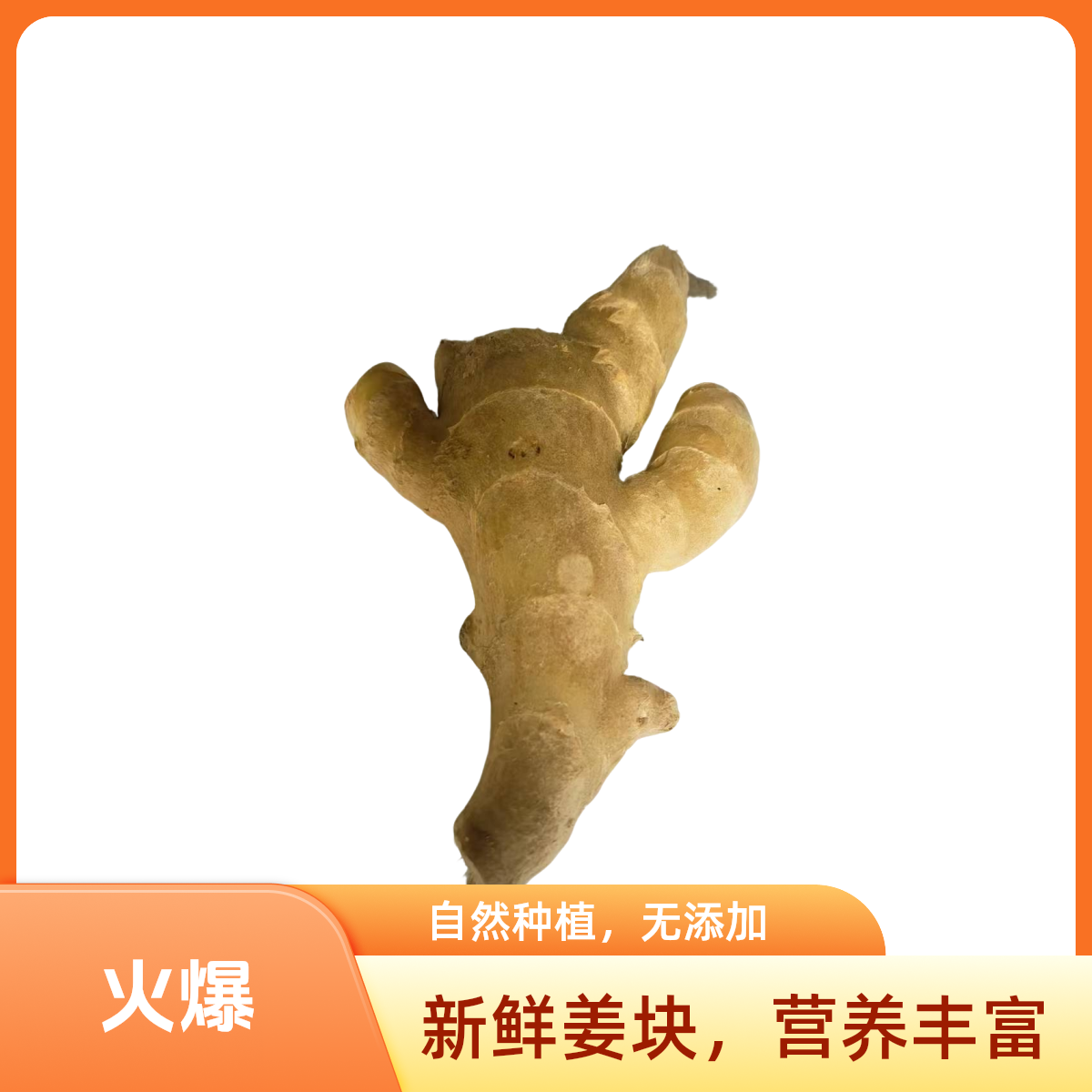无熏硫唐山农民自种水洗单支大果新鲜辛辣蔬菜老姜作料餐馆或养生