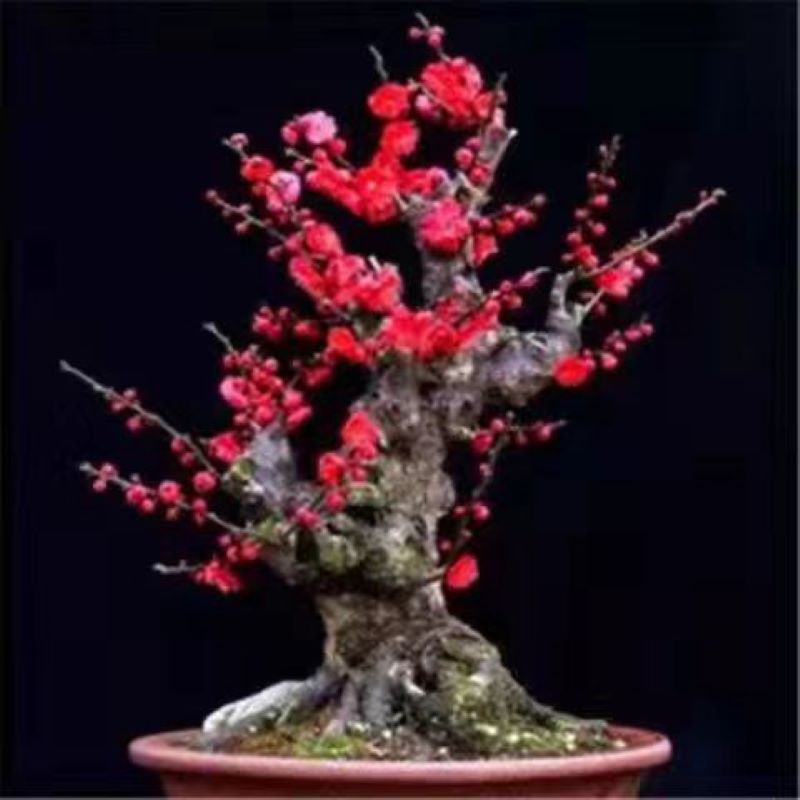 梅花盆景梅花树苗红梅老桩庭院阳台造型四季绿植腊梅