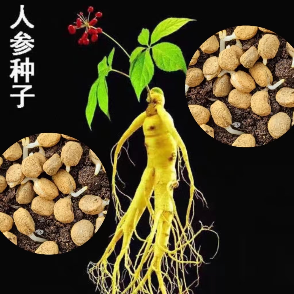 人参种子春秋长白山花旗参白参种四季阳台花卉植物商品图