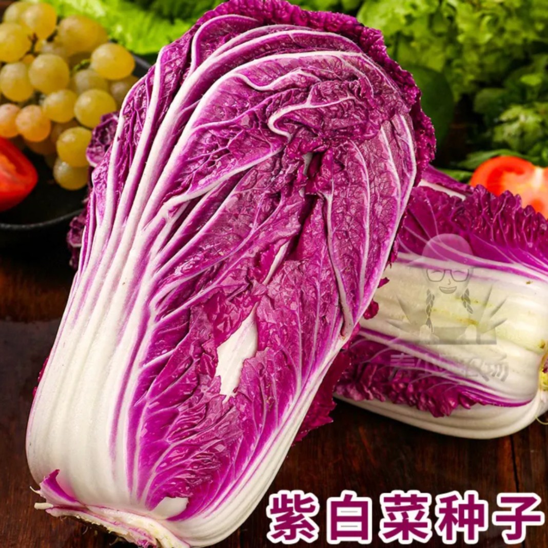【L】【紫白菜种子】紫白菜种子四季播种 庭院田地种植 农家蔬菜商品图