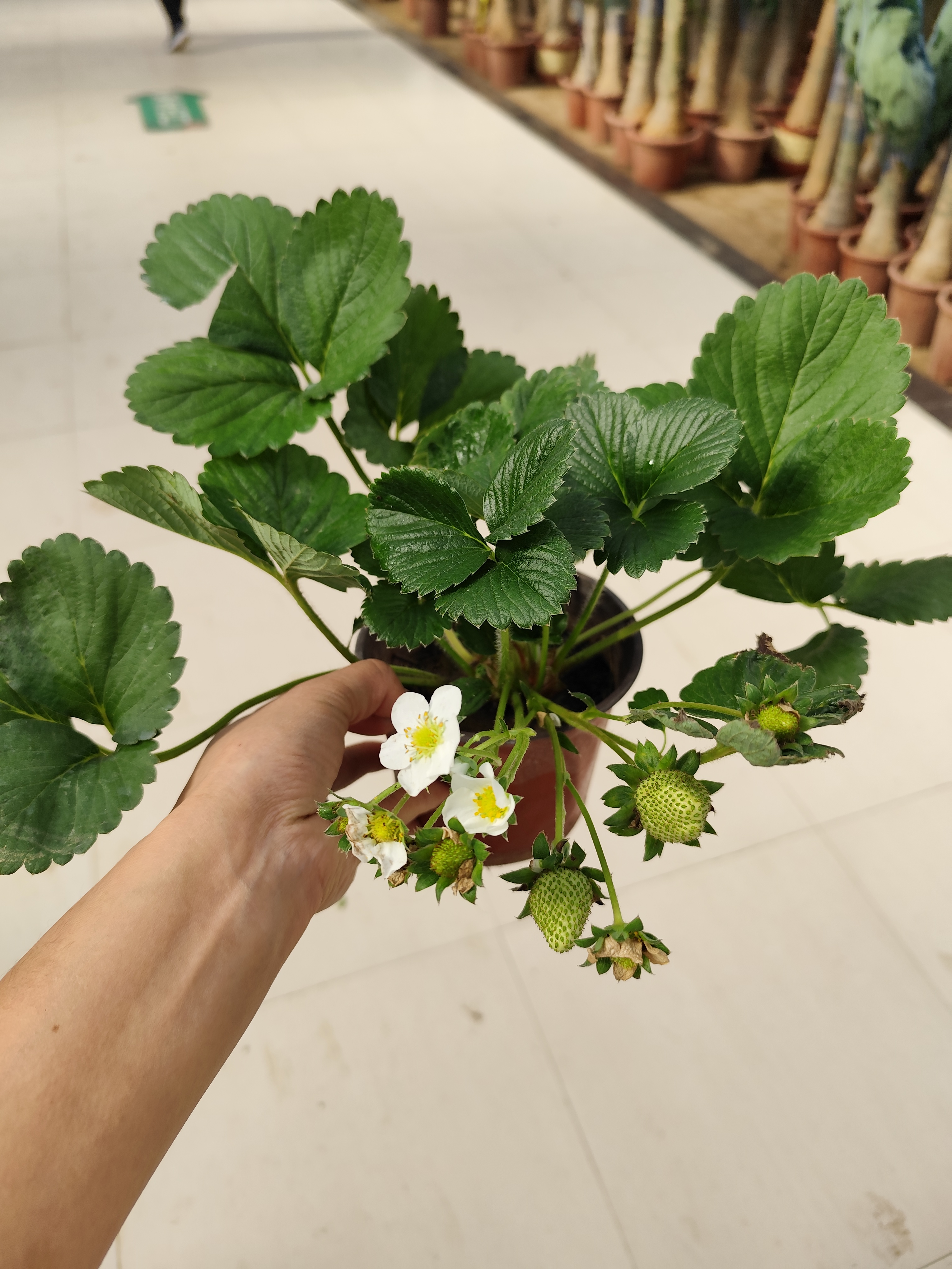 草莓苗盆栽带花带果带土发货南北方阳台种植好养活