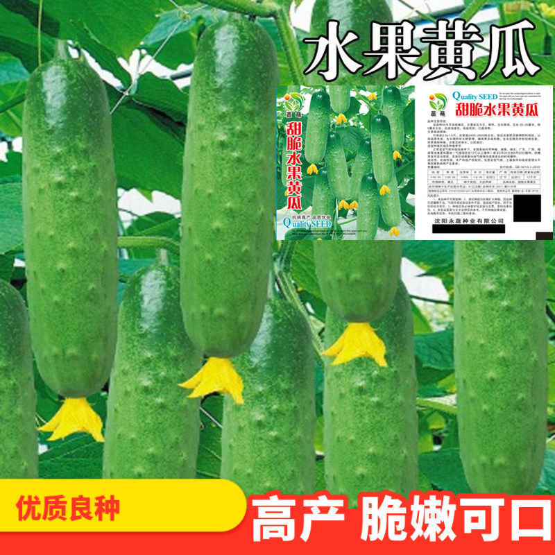 水果黄瓜种子高产压趴架四季盆栽春秋黄瓜种旱籽大棚阳台蔬菜种子