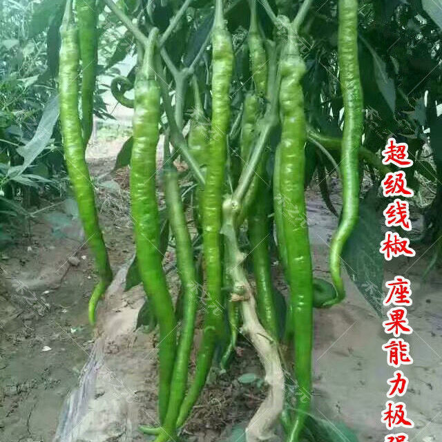 超长香辣线椒种子薄皮特长春秋高产早熟种籽阳台四季辣椒蔬菜种孑