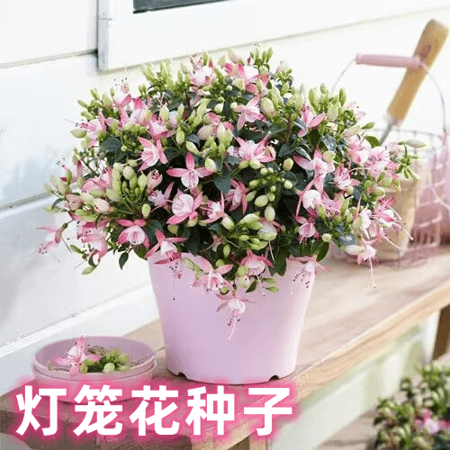 灯笼花重瓣倒挂金钟种子吊钟海棠四季易种植物宝莲灯室内吊兰盆景