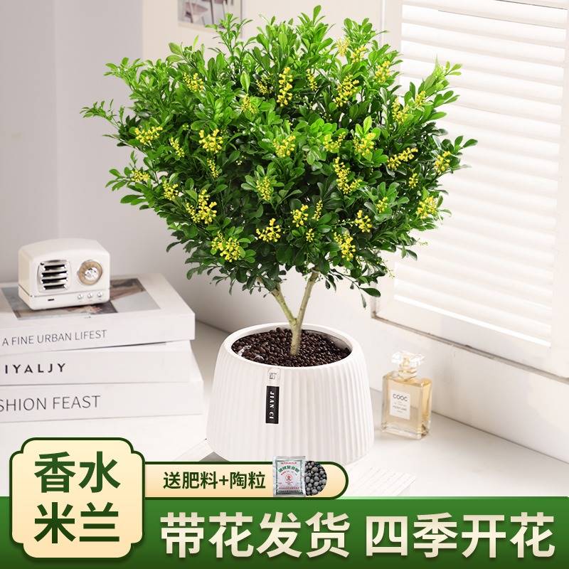 兰花盆栽花卉老桩室外阳台庭院四季常青开花不断好养观花芳香花