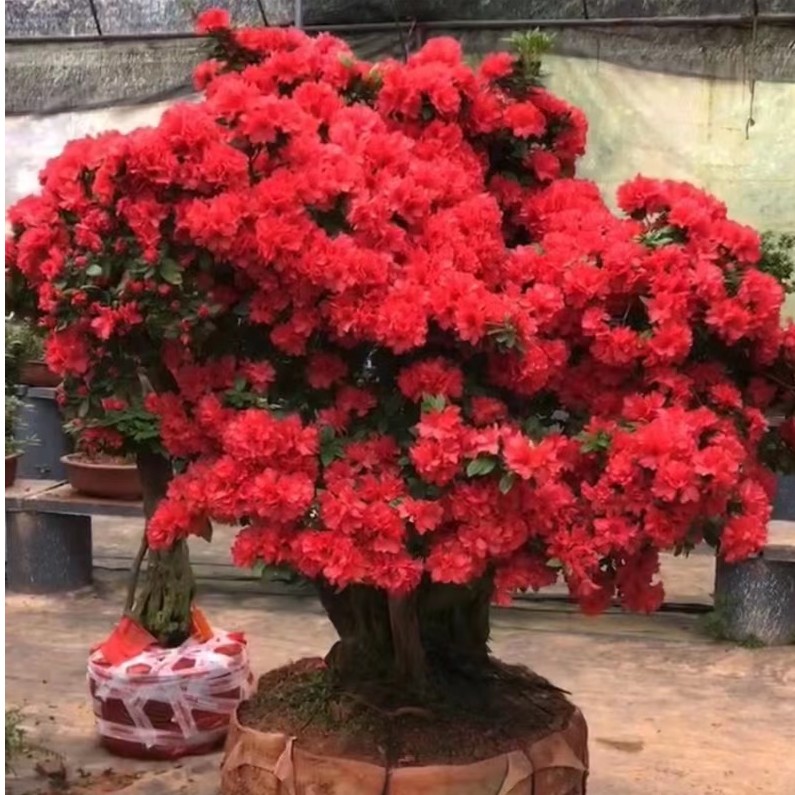 丹东杜鹃花石楠花老桩多品种基地花卉直发植物紫薇树