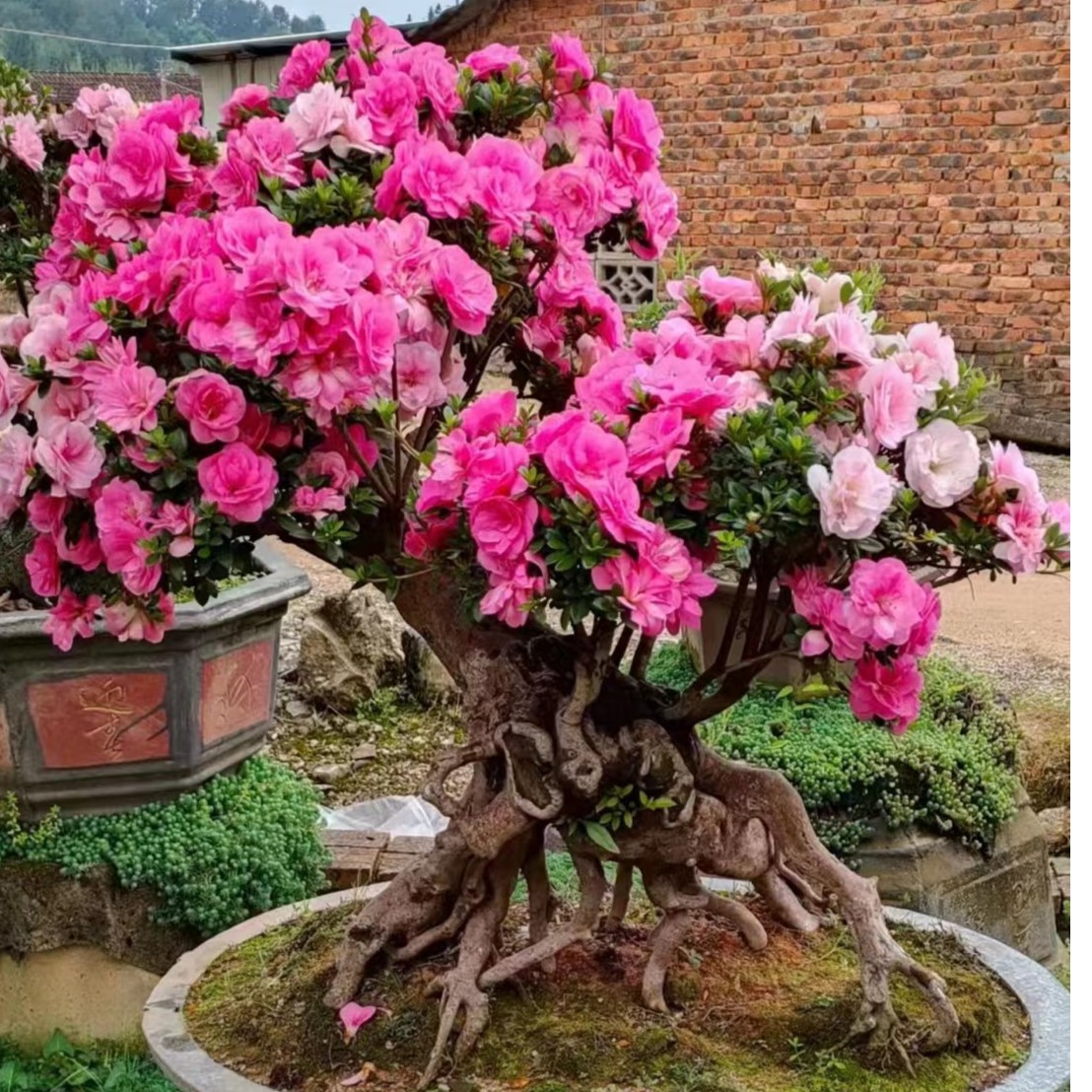 阳台庭院适合种植的杜鹃花