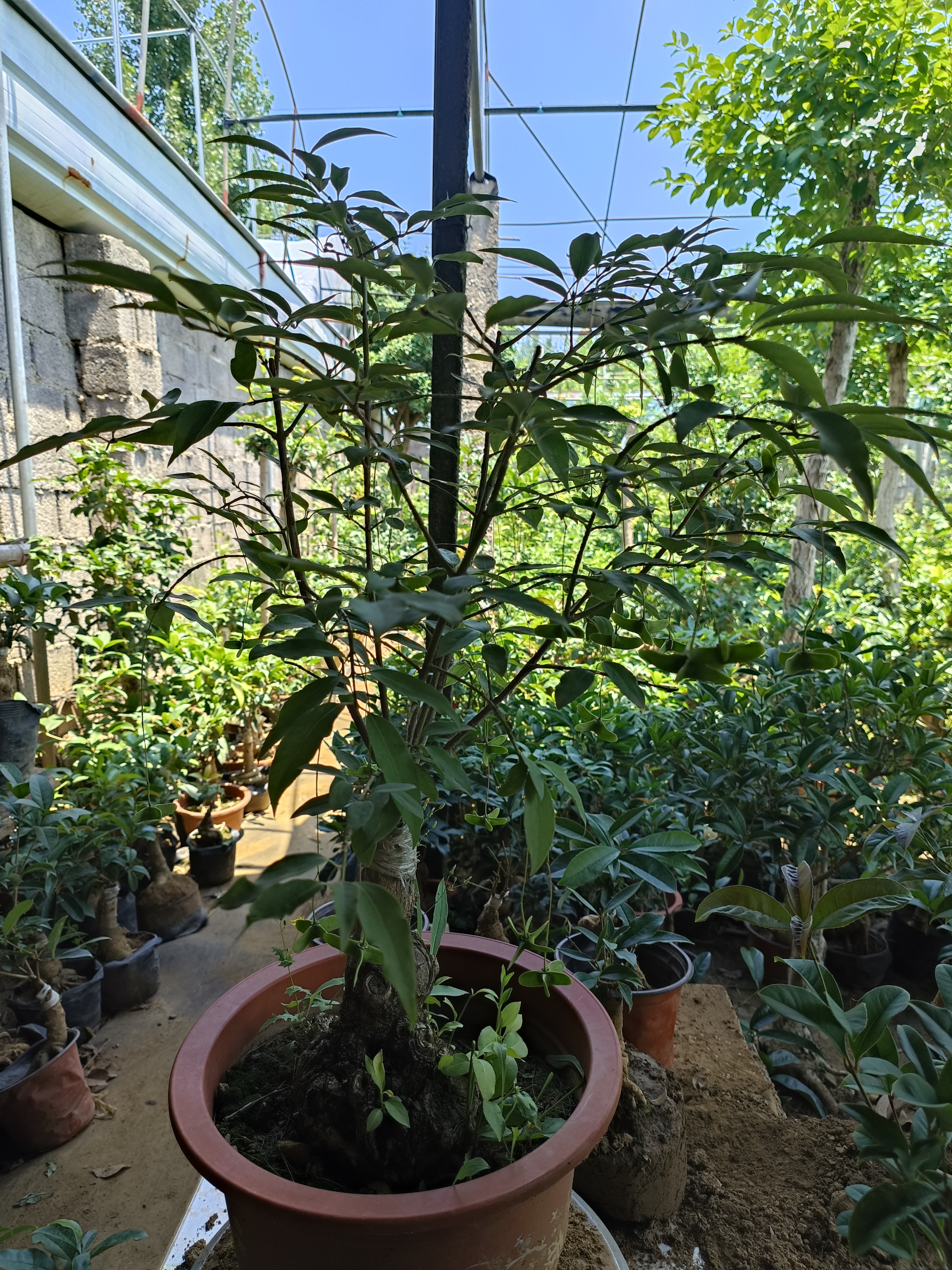 金丝吊蝴蝶盆景，桂花脱盆土球发货