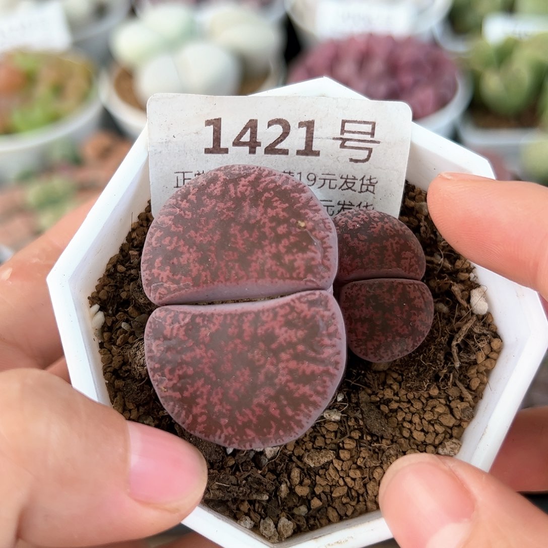 好养易活生石花大母本1421