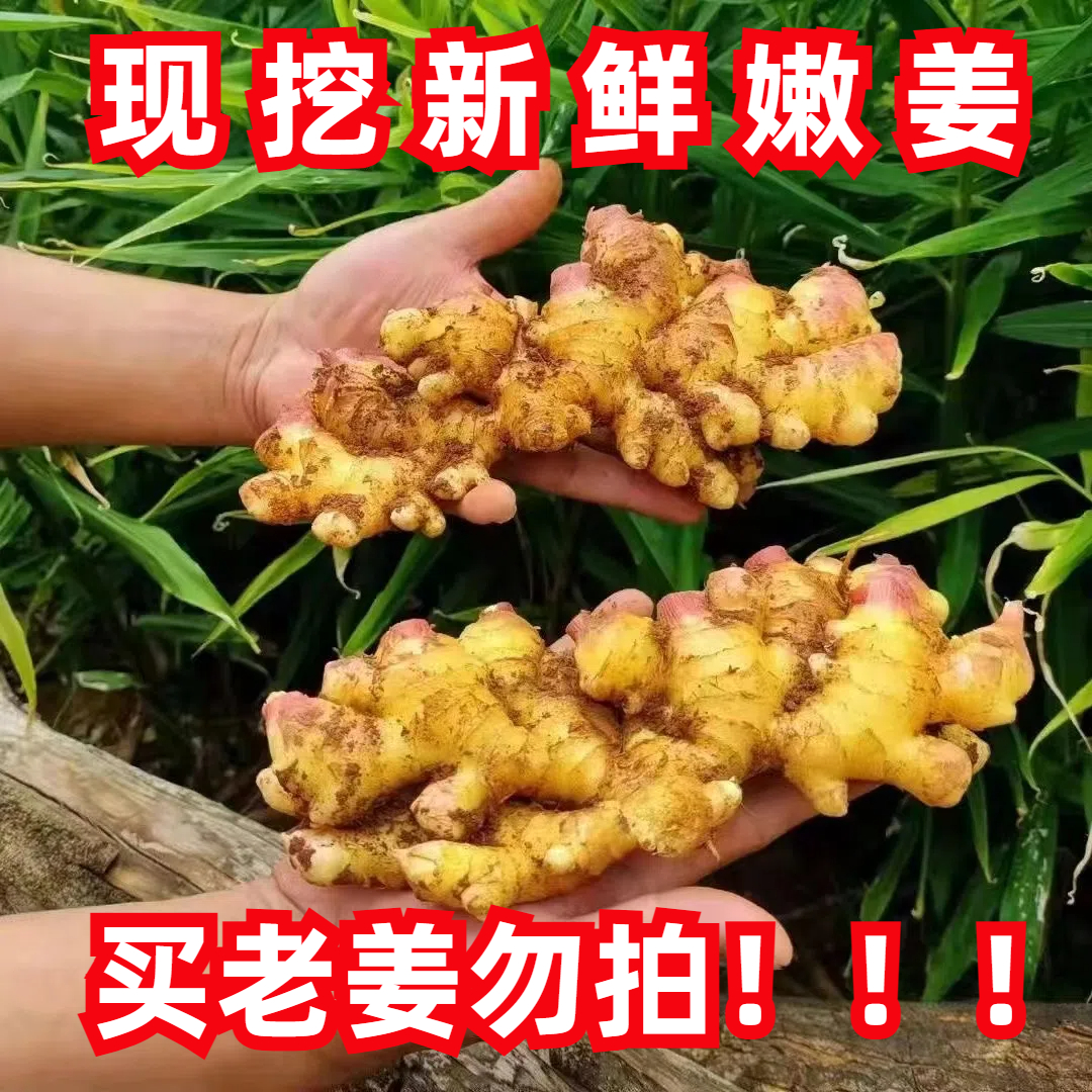 【F辛辣十足】生姜云南小黄姜新鲜嫩姜现挖姜香浓郁高原种植高山