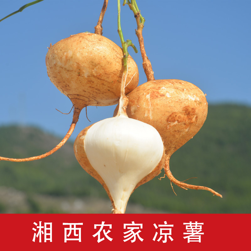 湘西农家新鲜凉薯地萝卜白心地瓜水果蔬菜番薯即食脆甜现挖现发