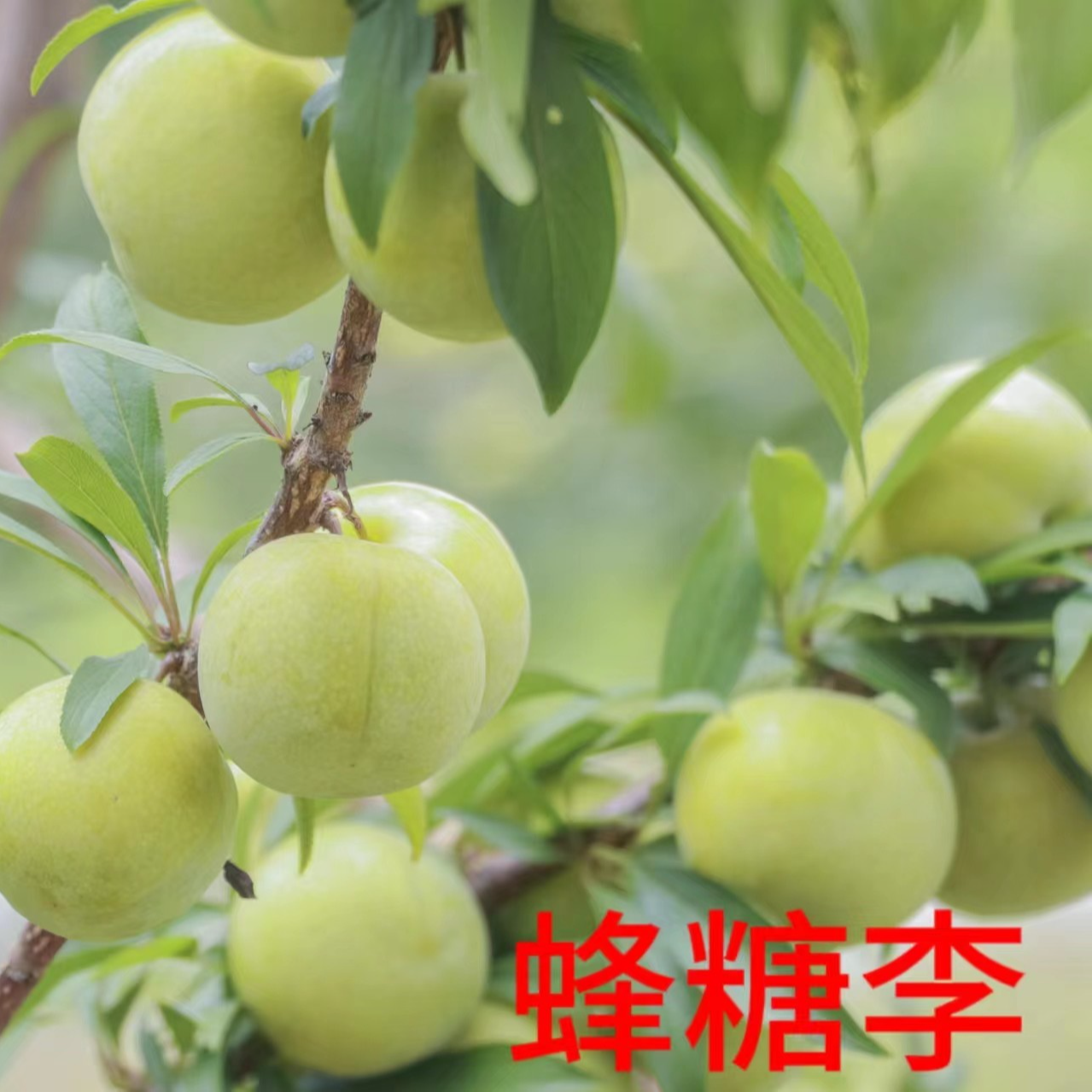 【蜂糖李苗】裸根南北方庭院盆栽地栽阳台种植嫁接苗基地直发