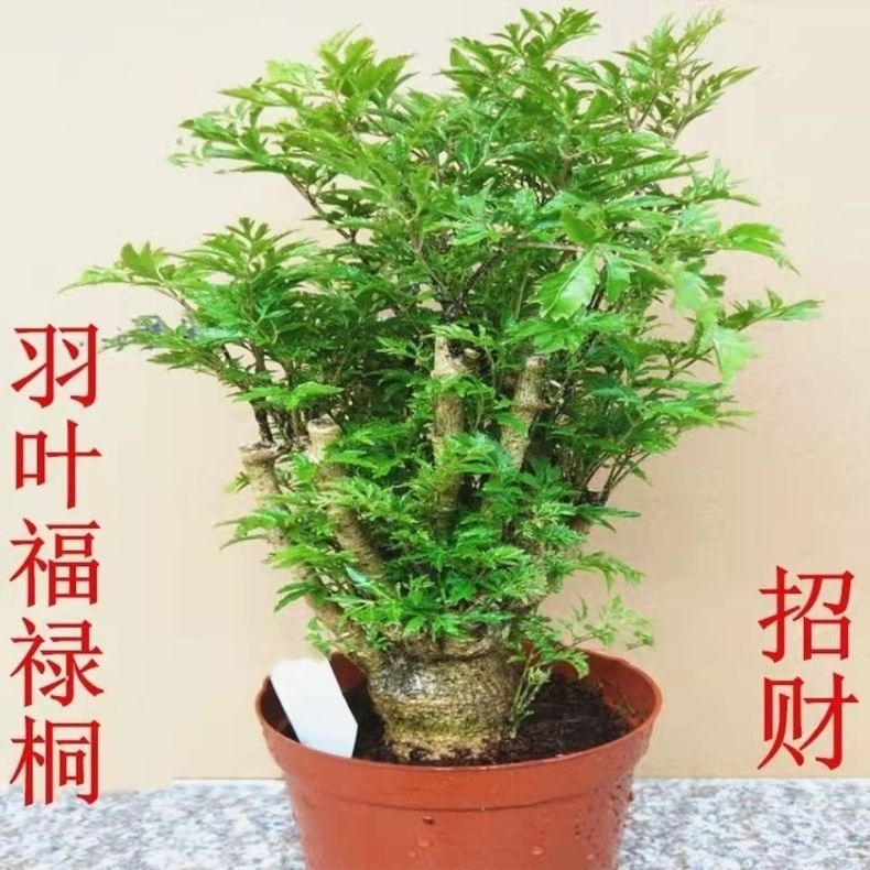 羽叶福禄桐树桩盆景室内客厅办公桌净化空气绿植盆栽吉祥如意寓意