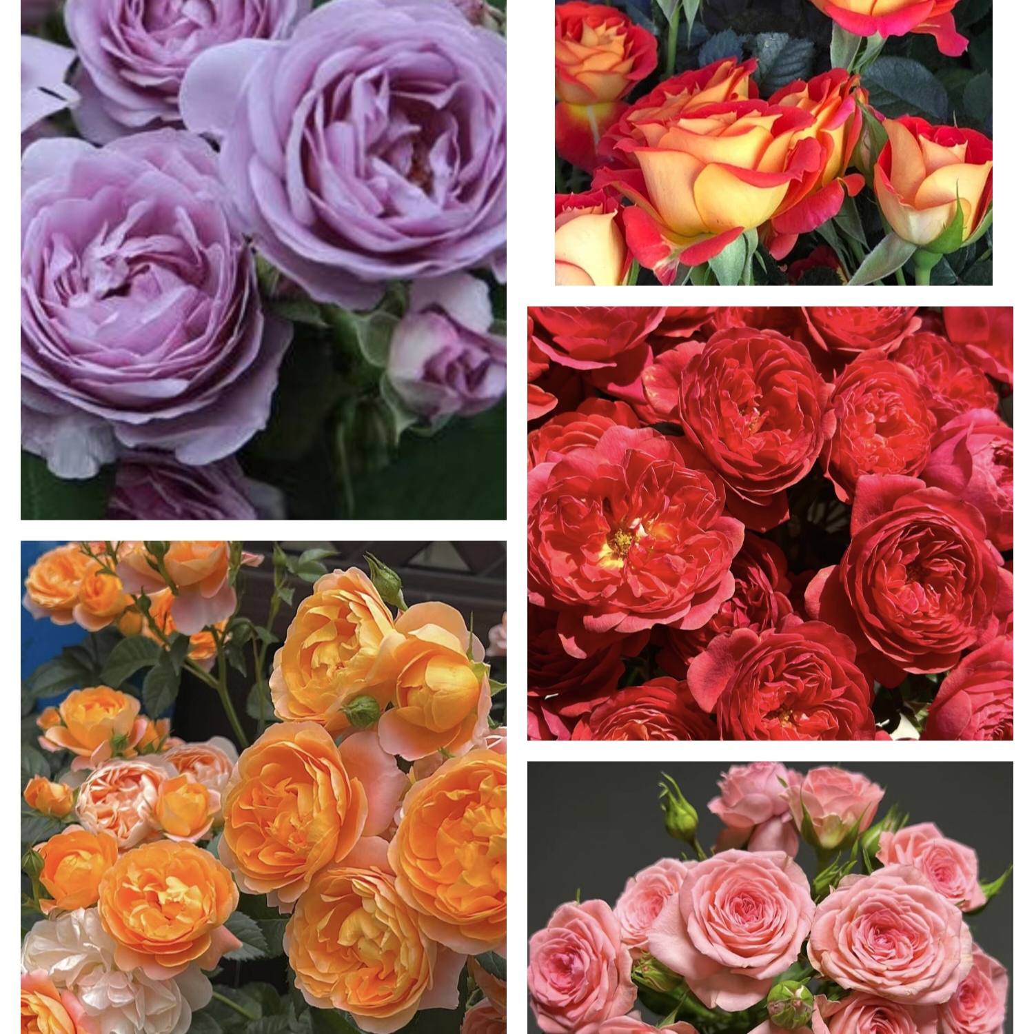 【大盆系列专用 一个价格只发一盆】2加仑起