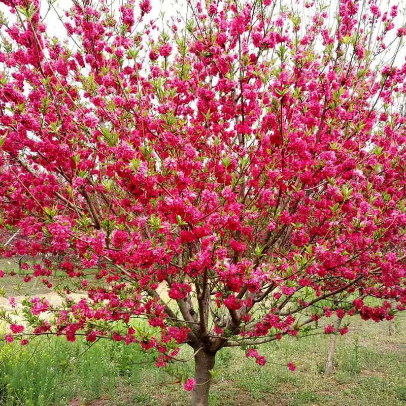 紫叶碧桃树苗庭院观赏桃花红叶碧桃树工程绿化树苗木别墅风景树苗