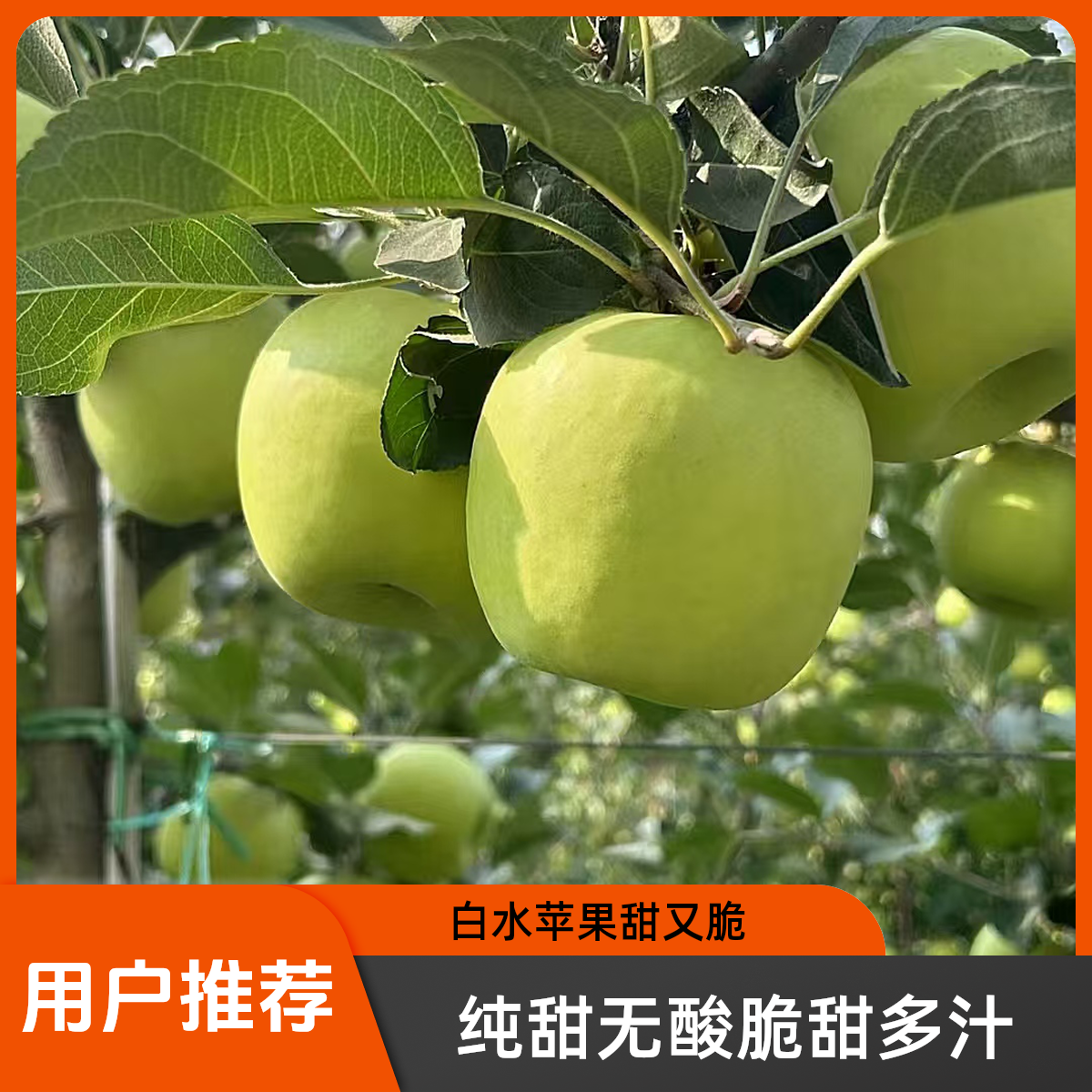 4.5斤白水瑞雪苹果纯甜无酸原产地发货新鲜新果陕西特产薄脆多汁