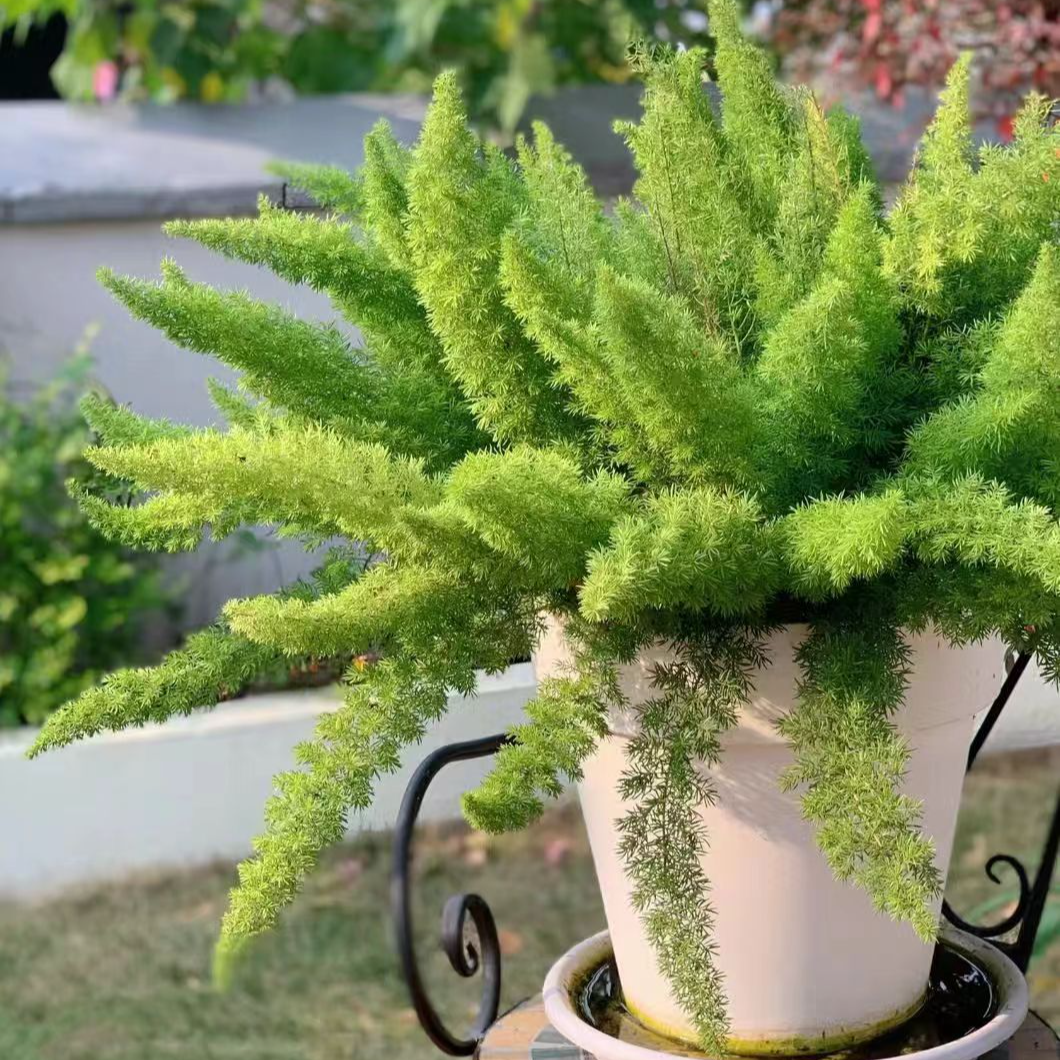 狐尾天门冬狐尾武竹多年生观叶植物阳台庭院花镜植物四季常绿