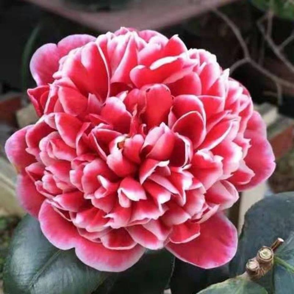 名贵品种龙火珠茶花树苗盆栽带花苞阳台室内客厅花苗庭院绿植