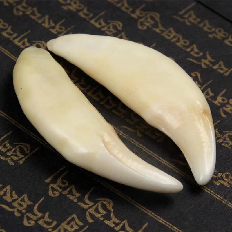 【稀缺5.3cm】真品黑狗牙齿大獒牙男士女士吊坠款