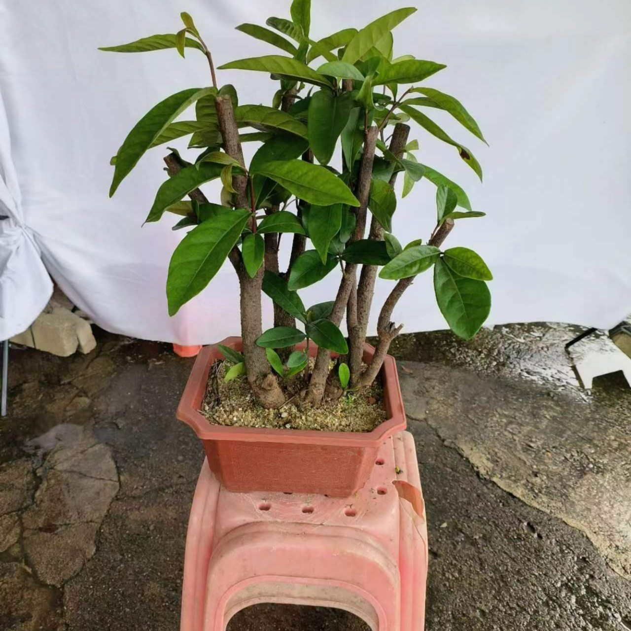 无品牌龙船花开花结果盆景绿植