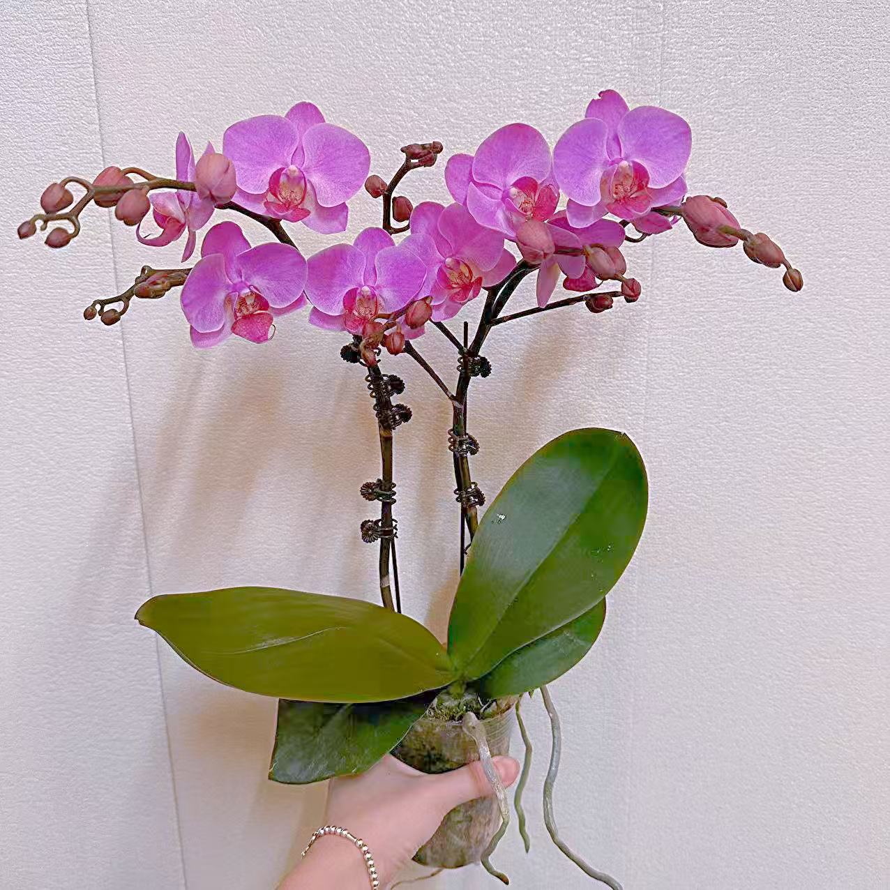 蝴蝶兰【梦蝶】双花剑 纯天然颜色 室内花 广州基地直发