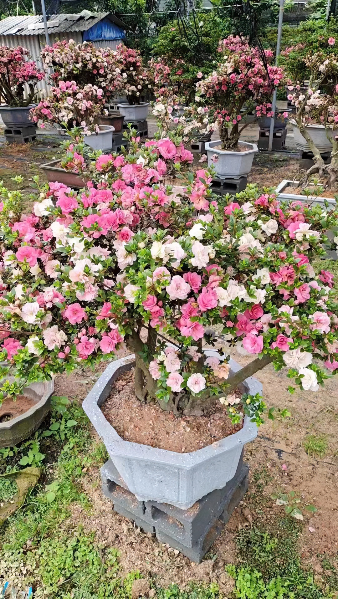 老桩杜鹃花七彩鹃之舞（不包邮）