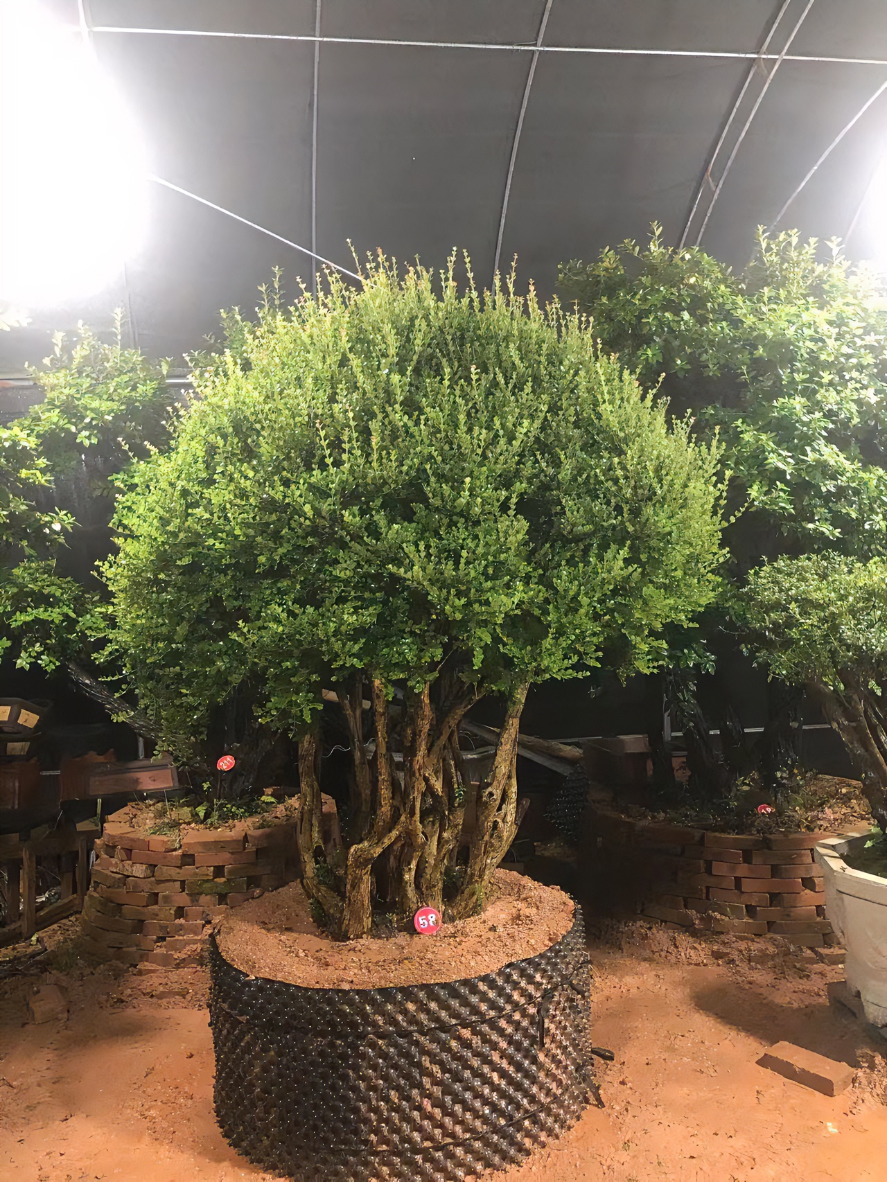 赤楠老桩小叶赤楠盆景老桩盆栽植物花卉四季常青好养绿植（不包邮）