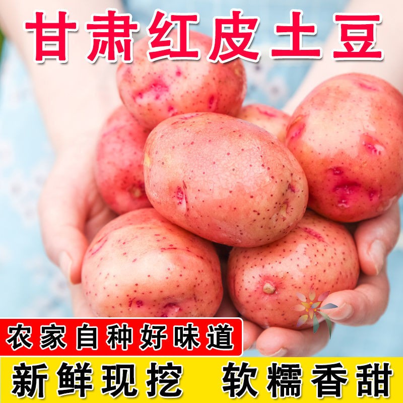 甘肃新鲜红皮大土豆黄心洋芋高原现挖马铃薯时令蔬菜/0lb蔬菜组合