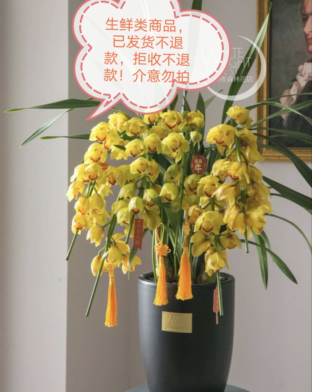 帝王版黄金万两（盆坏！已发货不退款拒收不售后消苞坏盆不售后）