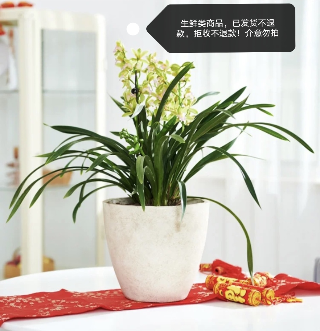 进口圆头香兰（20%损耗不售后！已发货不退款拒收不售后）