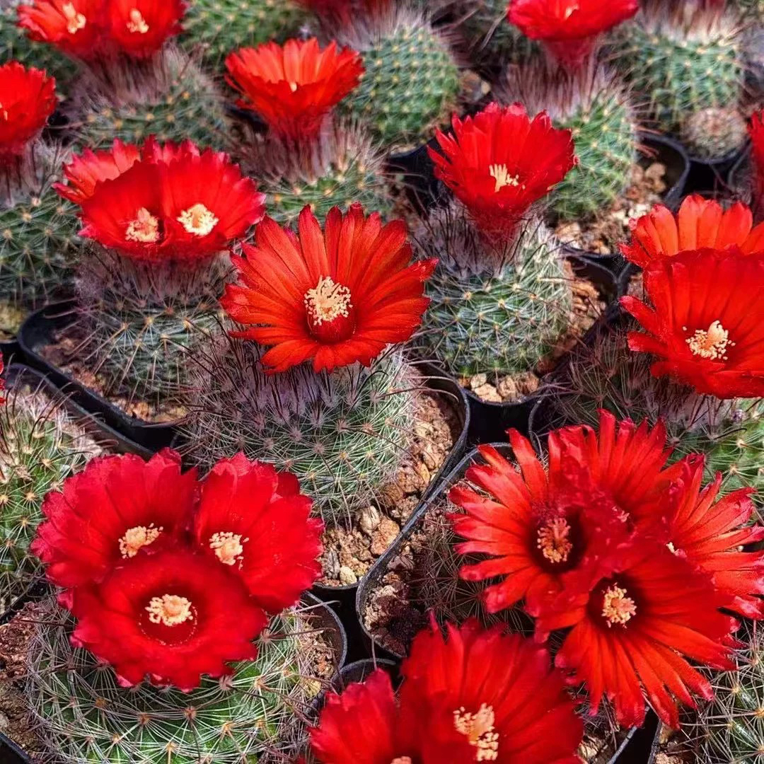 绯秀玉乳突属仙人球（非偏远满十八包邮）