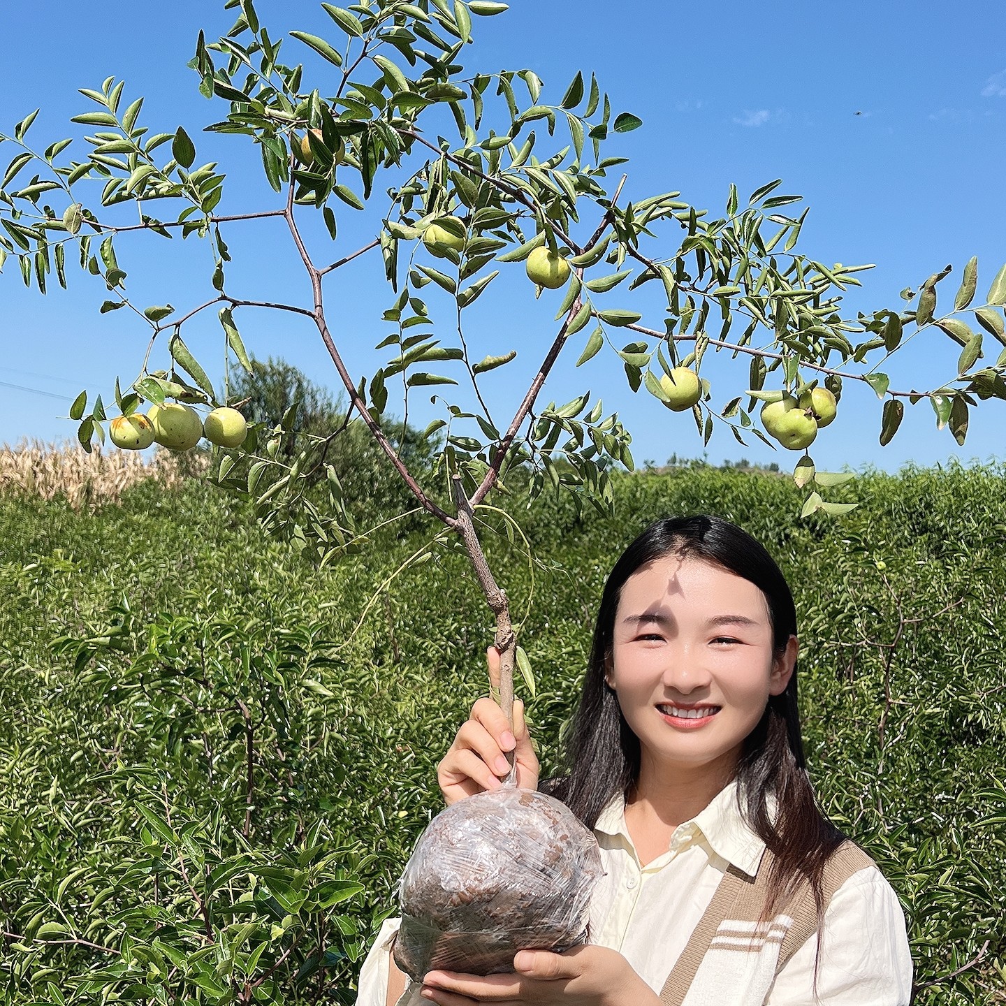 嫁接枣树苗三代冰糖脆枣冬枣庭院花盆南方北方种植当年结果