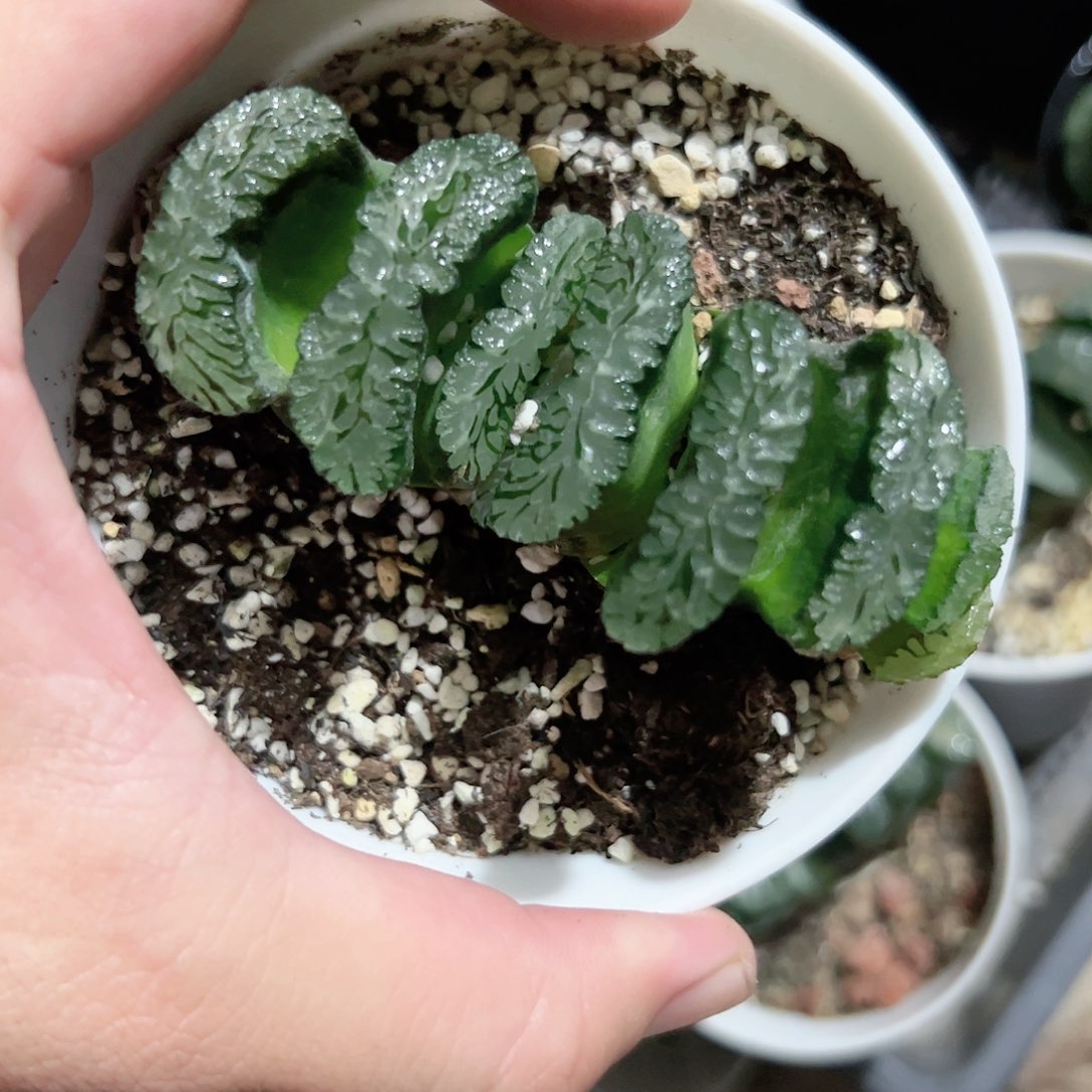 实生玉扇十二卷多肉植物