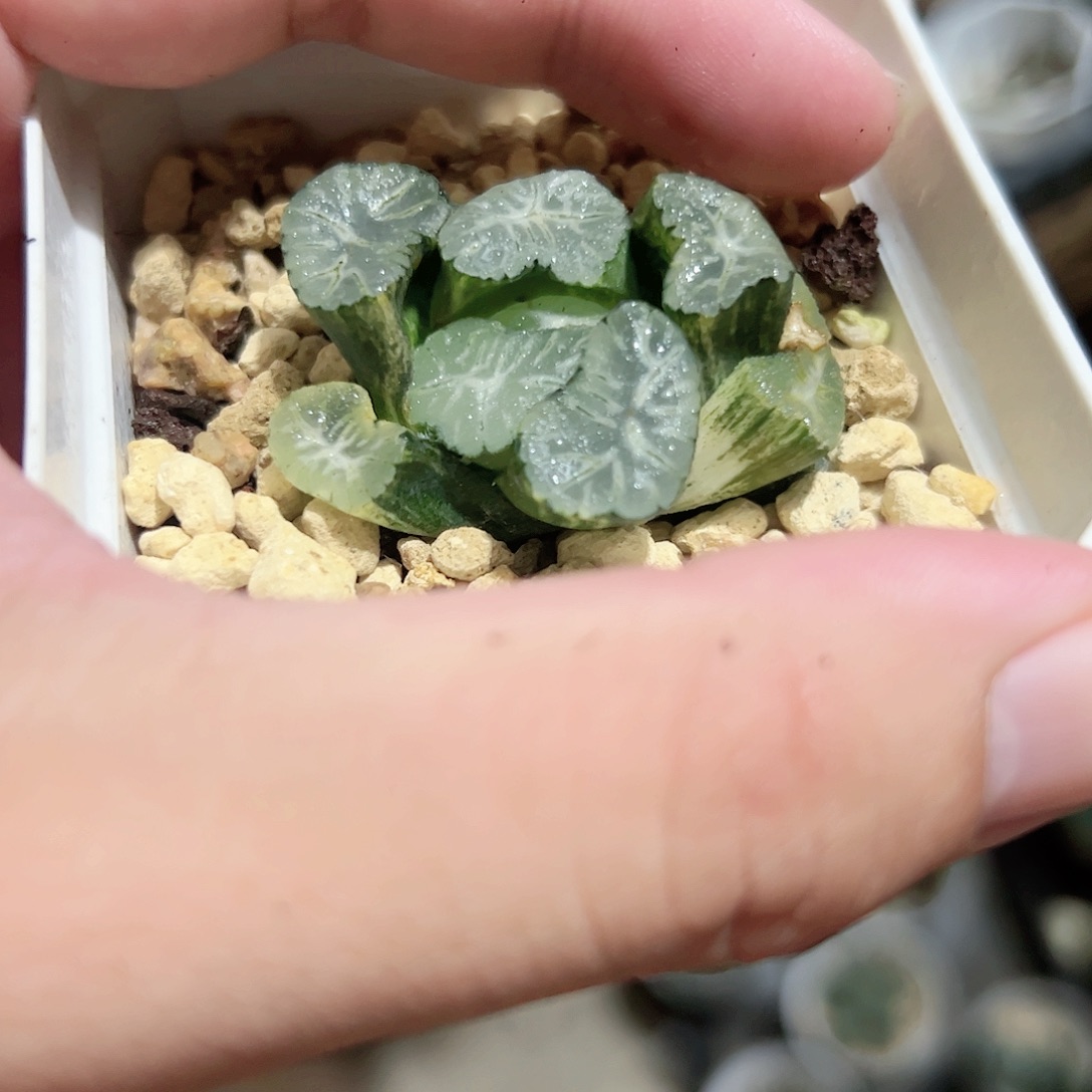 花菱锦十二卷多肉植物