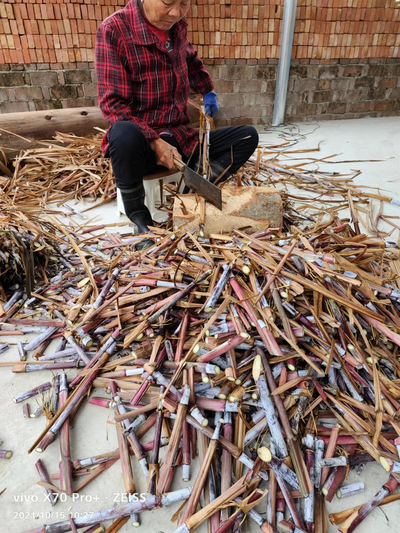 红象草250根，一根两芽，养殖牛羊