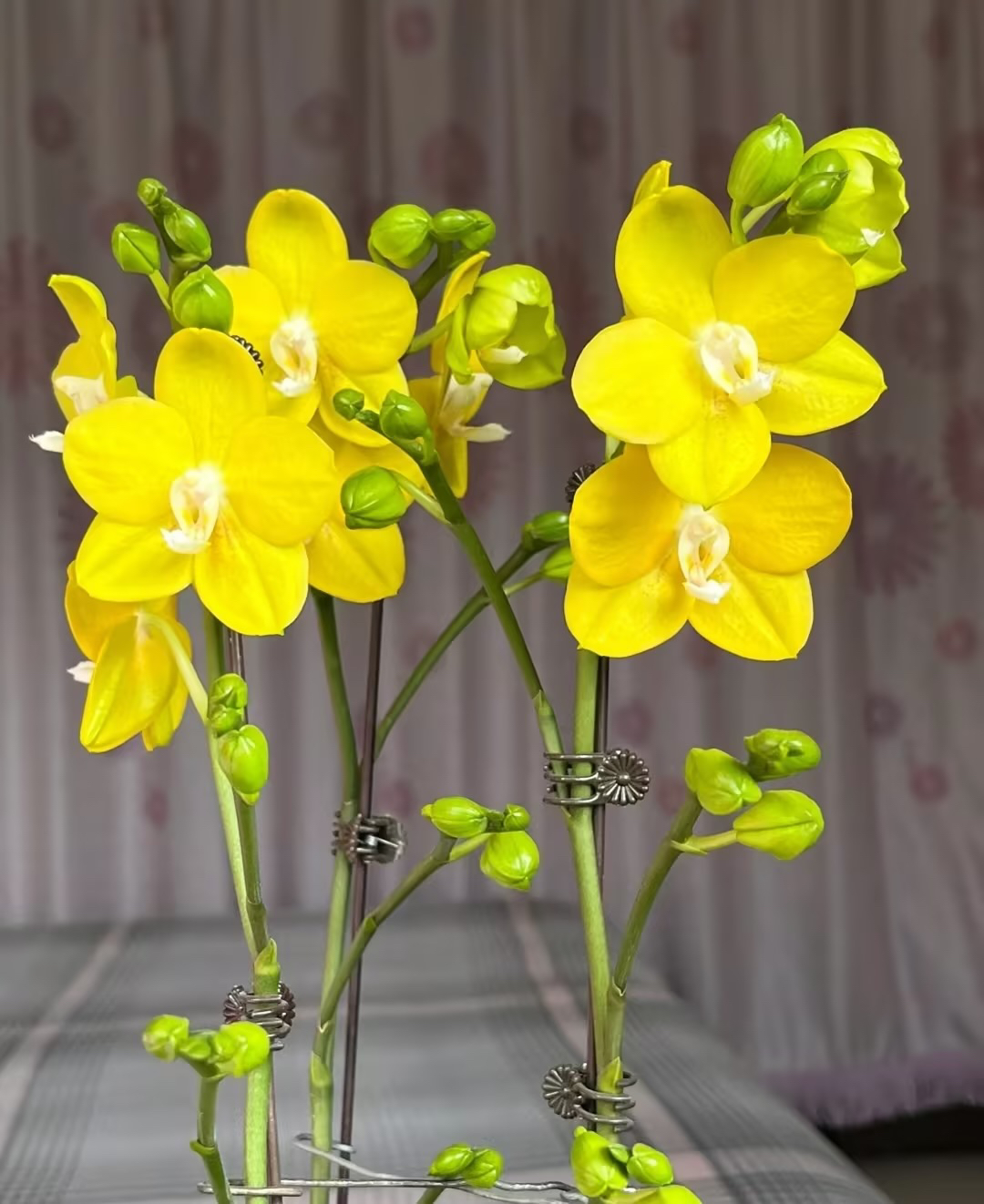 一个剑，瑕疵【吉祥如意】2.8寸蝴蝶兰蜡质蝴蝶兰 苗子发货不带花