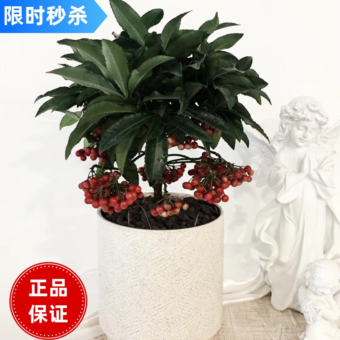 富贵籽黄金万两年宵花卉室内桌面盆栽超好养耐寒带果发货四季常青